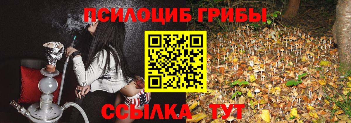 Карачаевск  Галлюциногенные грибы Cubensis  Вход с VPN 
